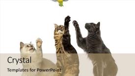  Presentation with cats - PPT theme featuring lovebirds - group of cats chasing background and a coral colored foreground