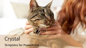  Presentation with pets - Amazing PPT layouts having cats girls - pets comfort rest and people backdrop and a coral colored foreground