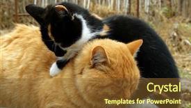  Presentation with cats - Audience pleasing PPT theme consisting of cats heating each other on the bench at cold autumnal day backdrop and a tawny brown colored foreground