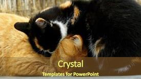  Presentation with cats - Presentation theme featuring cats heating each other on the bench at cold autumnal day background and a tawny brown colored foreground