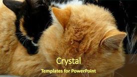  Presentation with cats - Presentation consisting of cats heating each other on the bench at cold autumnal day background and a tawny brown colored foreground