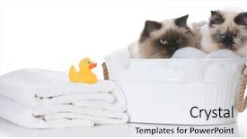  Presentation with cats - Colorful PPT theme enhanced with cats in a wash basin backdrop and a  colored foreground