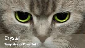  Presentation with cats - Slides having cats look background and a gray colored foreground