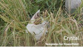  Presentation with street - Audience pleasing presentation theme consisting of cats milk - cute street cat backdrop and a violet colored foreground