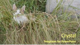  Presentation with cute cat and dog - Presentation theme with cats milk - cute street cat background and a violet colored foreground