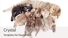  Presentation with cat - Theme consisting of cats milk - five kittens brood feeding background and a lemonade colored foreground