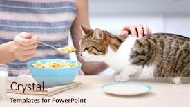  Presentation with young grey maine coon cat - Amazing presentation theme having cats milk - morning of beautiful young woman backdrop and a lemonade colored foreground