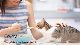  Presentation with cat - Slide set consisting of cats milk - morning of beautiful young woman background and a lemonade colored foreground