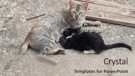  Presentation with mom and newborn - Colorful presentation theme enhanced with cats milk - stray mom cat feeding one backdrop and a light gray colored foreground