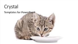  Presentation with food white - Presentation theme with cats milk - young cat eating cat background and a  colored foreground