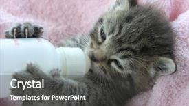  Presentation with kitten - Presentation with cats milk - young kitten nearly asleep while background and a dark gray colored foreground