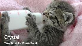  Presentation with hello kitty cute little kitten - Amazing slides having cats milk - young orphan kitten holding backdrop and a dark gray colored foreground