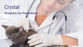 Presentation with vet - Amazing presentation design having cats vacine - attractive female vet injecting backdrop and a sky blue colored foreground