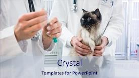  Presentation with being new doctor - Cool new PPT layouts with cats vacine - cat looking at vaccine injection backdrop and a  colored foreground