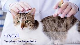  Presentation with vet - PPT theme enhanced with cats vacine - cat visiting vet for regular background and a sky blue colored foreground