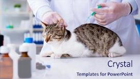  Presentation with plan do check act healthcare - Theme consisting of cats vacine - cat visiting vet for regular background and a sky blue colored foreground