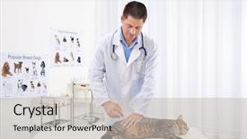  Presentation with injection - Colorful presentation enhanced with cats vacine - handsome young veterinarian giving injection backdrop and a light gray colored foreground