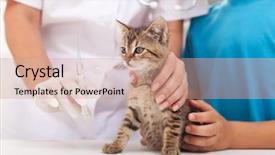  Presentation with veterinary - Colorful presentation theme enhanced with taking selfie background famous louvre backdrop and a  colored foreground.