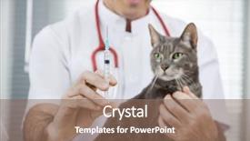  Presentation with epidural injection - Amazing theme having cats vacine - male vet holding injection backdrop and a  colored foreground