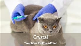  Presentation with making medicine - PPT theme having cats vacine - medicine pet animals health care background and a coral colored foreground