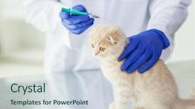  Presentation with fold - Amazing slide set having cats vacine - medicine pet animals health care backdrop and a sky blue colored foreground