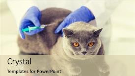  Presentation with making medicine - Audience pleasing presentation theme consisting of cats vacine - medicine pet animals health care backdrop and a lemonade colored foreground