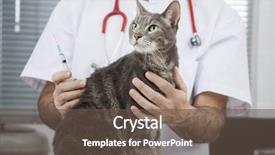  Presentation with syringe - Presentation design enhanced with cats vacine - midsection of vet holding cat background and a tawny brown colored foreground
