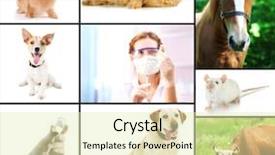  Presentation with animals - Cool new PPT layouts with cats vacine - vaccination and treatment of animals backdrop and a soft green colored foreground
