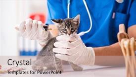  Presentation with vet - Cool new presentation theme with cats vacine - vet doctor examining kittens backdrop and a soft green colored foreground
