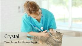  Presentation with vet - Colorful slide deck enhanced with cats vacine - veterinarian doctor vaccinating cat backdrop and a mint green colored foreground