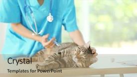  Presentation with vet imaging - Presentation theme having cats vacine - veterinarian doctor vaccinating cat background and a coral colored foreground