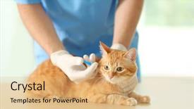  Presentation with vet - Amazing PPT theme having cats vacine - veterinarian doctor vaccinating cat backdrop and a coral colored foreground