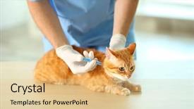  Presentation with vet - Beautiful slides featuring cats vacine - veterinarian doctor vaccinating cat backdrop and a  colored foreground