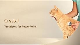  Presentation with veterinary - Slide deck enhanced with cats vacine - veterinarian doctor with cat background and a lemonade colored foreground