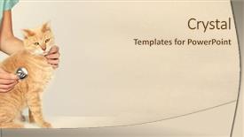  Presentation with veterinary - Theme having cats vacine - veterinarian doctor with cat background and a lemonade colored foreground