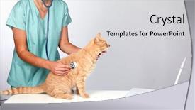  Presentation with veterinary - Slide deck featuring cats vacine - veterinarian doctor with cat background and a light gray colored foreground
