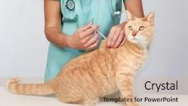  Presentation with veterinary - Amazing theme having cats vacine - veterinarian doctor with cat backdrop and a coral colored foreground