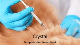  Presentation with holistic clinic - Colorful slide deck enhanced with cats vacine - veterinarian vaccinating cat in clinic backdrop and a coral colored foreground