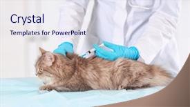  Presentation with holistic clinic - Colorful PPT layouts enhanced with cats vacine - veterinarian vaccinating cat in light backdrop and a sky blue colored foreground
