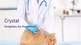  Presentation with chinese medicine clinic - Slide deck with cats vacine - veterinarian vaccinating cat in light background and a sky blue colored foreground