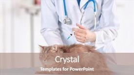  Presentation with spectrum laser beams light - PPT layouts having cats vacine - veterinarian vaccinating cat in light background and a coral colored foreground