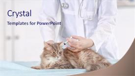  Presentation with pharmaceutical light - Beautiful slides featuring cats vacine - veterinarian vaccinating cat in light backdrop and a sky blue colored foreground
