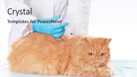  Presentation with cat - Slide deck featuring cats vacine - veterinarian vaccinating cat on white background and a sky blue colored foreground