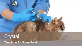  Presentation with dog cat horse - PPT theme consisting of cats vacine - veterinarian vaccinating cat on white background and a violet colored foreground