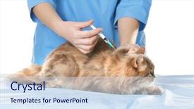  Presentation with dog and cat on computer - Amazing PPT theme having cats vacine - veterinarian vaccinating cat on white backdrop and a sky blue colored foreground