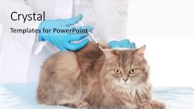  Presentation with cat dog people - Audience pleasing theme consisting of cats vacine - veterinarian vaccinating cat on white backdrop and a sky blue colored foreground