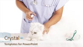  Presentation with veterinary - PPT theme enhanced with cats vacine - veterinary woman applying cold pack background and a sky blue colored foreground