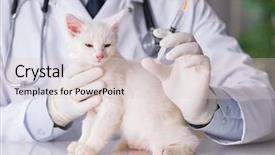  Presentation with hello kitty cute little kitten - Presentation having cats vacine - white kitten visiting vet background and a lemonade colored foreground