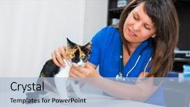  Presentation with young grey maine coon cat - Presentation design having cats vacine - young woman vet examining cat background and a light blue colored foreground