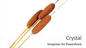  Presentation with brown - Cool new presentation with cattail - brown reeds isolated on white backdrop and a  colored foreground